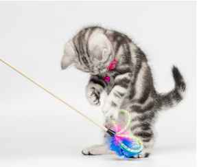 Picture for category Items under $10